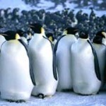 March of the Penguins